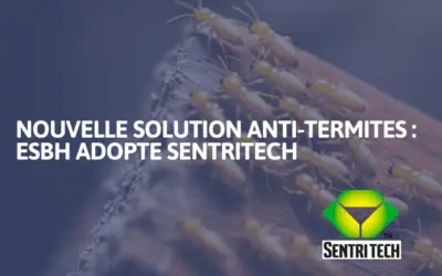 Traitement termites dans les Landes, le Béarn et le Pays basque : ESBH adopte la solution SentriTech